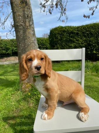Image 13 of Gorgeous Red Cocker Spaniel