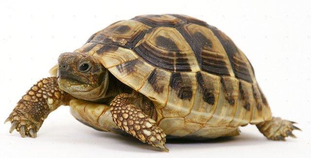 Image 2 of Stocked Tortoises on at Warrington pets and exotics