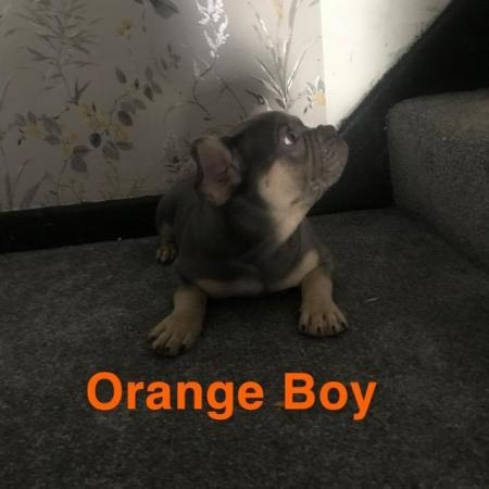 Image 5 of KC registered French Bulldogs READY NOW