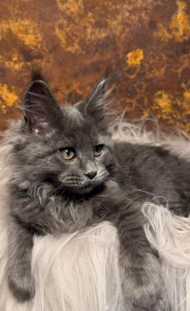 Image 13 of GCCF/ TICA proven blue Maine Coon stud. London