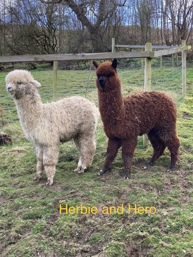 Preview of the first image of 4 pet alpaca boys as group or individually to add to a group.