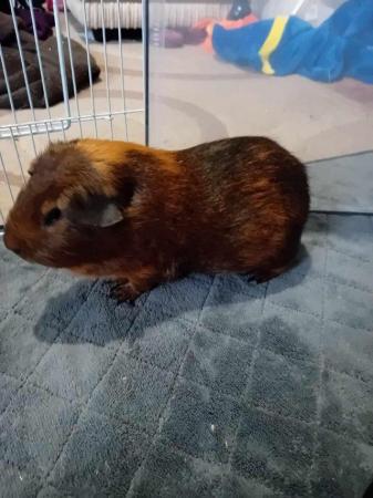 Image 2 of 2 male guinea pigs, 1 year old. £20 the pair
