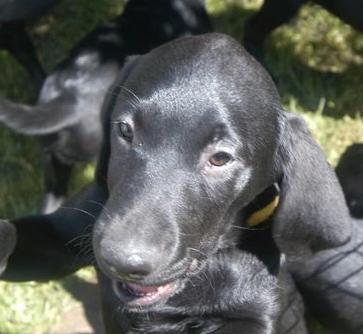 Image 12 of KC Registered Health Tested Parents Labrador Puppies