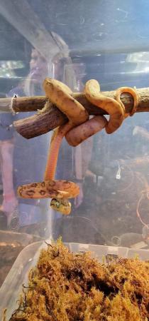 Image 3 of CB2022 Amazon Tree Boa - Sibling to x2 IHS Best Snake
