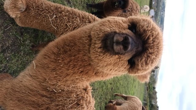 Image 5 of Yearling Alpaca pet males for sale ready to leave