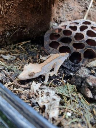 Image 1 of Stubby Crested Geckos for sale