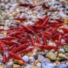Image 3 of Red cherry shrimps for sale ( neo caridina davidi shrimps)