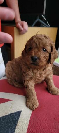 Image 6 of Top cockerpoo puppies girls and boys available