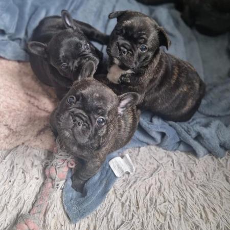 Image 4 of Champion sire kc healthy  French bulldog puppies