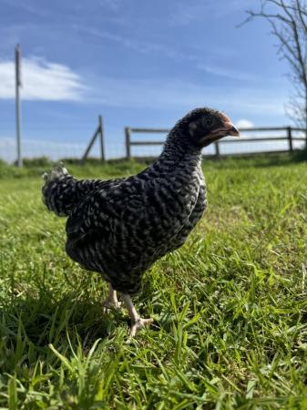 Image 1 of Young female chickens various breeds available