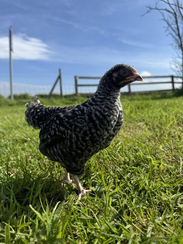 Preview of the first image of Young female chickens various breeds available.