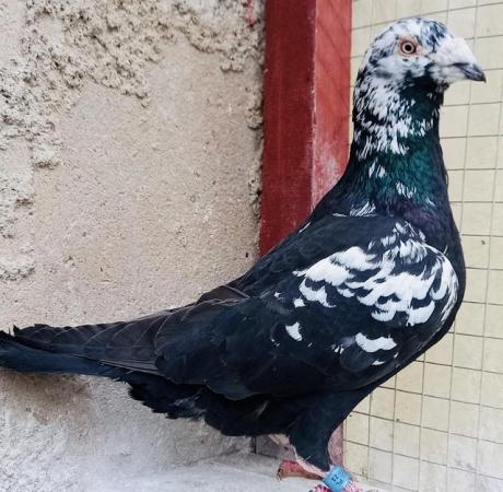 Image 5 of TIGER GRIZZLES RACING PIGEONS