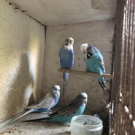 Image 2 of Baby budgies for sale blue and blue and white