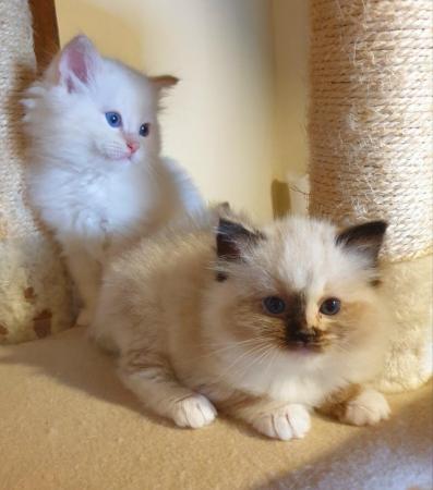 Image 5 of Pure bred Ragdoll Kittens Seal Tortie girl/Apricot cream boy