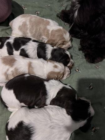 Image 3 of Cocker spaniel puppies 1 BOY LEFT. READY TO GO