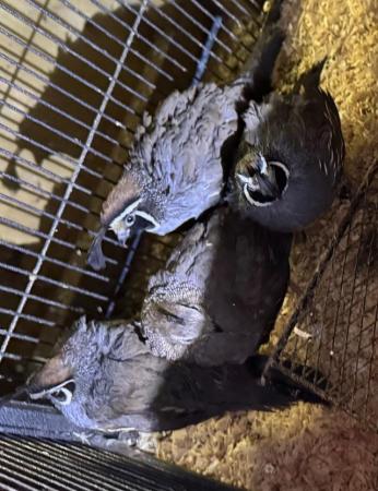 Image 1 of 5 pairs of california cali quails for sale