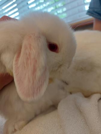 Image 3 of Beautiful Temperament Mini lop bunny*READY TO LEAVE* Female