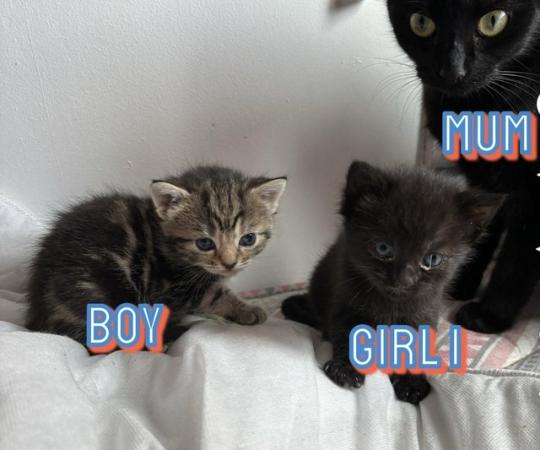 Image 2 of 3 gorgeous kittens for sale