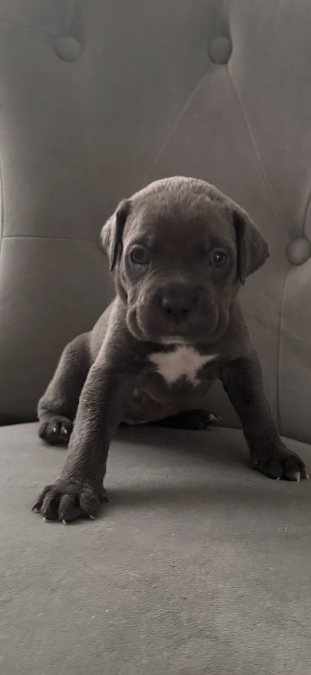Cane corso puppies ready 3 weeks — photo 4 of 4