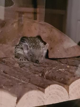 Image 6 of Lesser Hedgehog Tenrec for sale