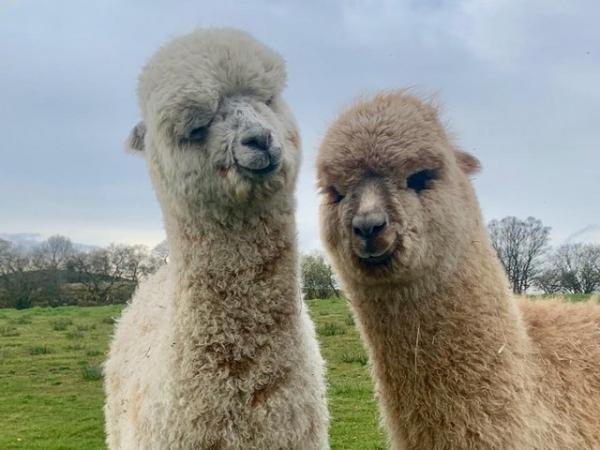 Image 20 of Beautiful Quality Alpacas for Sale