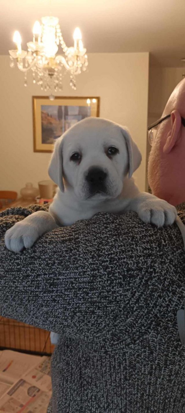 Preview of the first image of LAST ONE  CHUNKY GIRL YELLOW LABRADOR PUPPY.