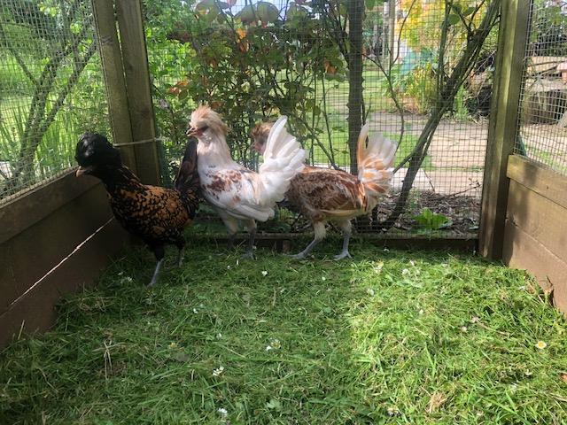 Preview of the first image of polish chickens 15 weeks old.