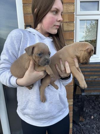 Image 11 of Staffordshire bullterrier pups ready to leave tomorrow