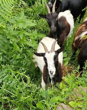 Image 2 of 2 Nanny Baglan Goats for sale