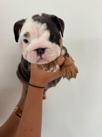 Image 8 of British Bulldog puppies