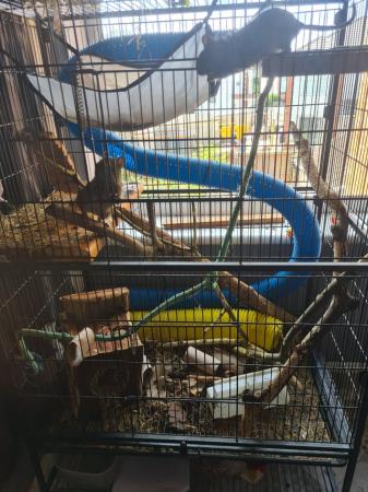 Image 1 of Dagu and cage for sale see photos