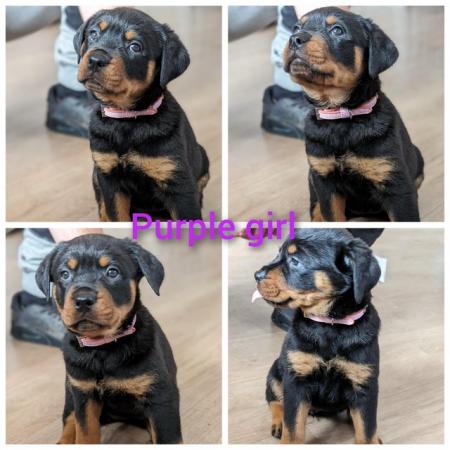 Image 4 of 6 week old chunky beautiful rottweiler pups
