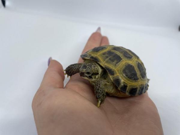 Image 1 of CB23 Horsefield/Russian Tortoises ready for new homes