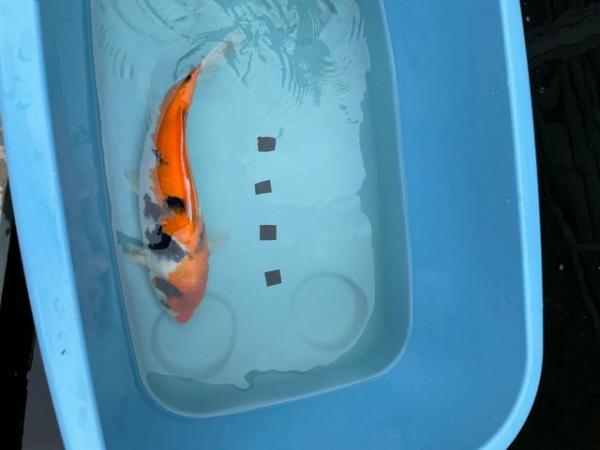 Image 3 of Japanese Koi reared from Fry