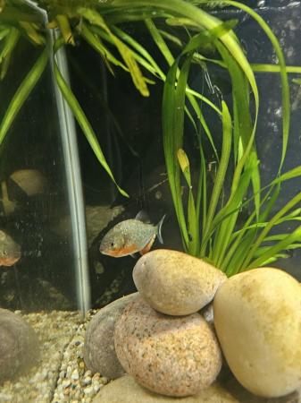 Image 6 of 6 red belly piranhas.  Haven't got the room to upgrade my ta