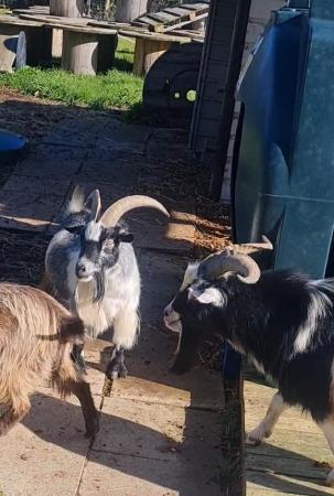 Image 3 of Registered pygmy goat wether for sale
