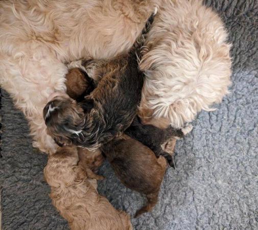 Image 3 of Gorgeous F1B Cockapoo puppies for sale (only 1 left)