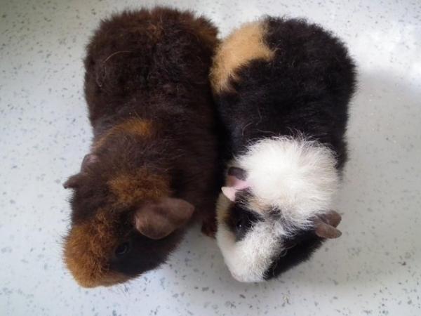 Image 6 of Guinea Pigs(ON HOLD)Teddies By Name.Teddies By Nature.