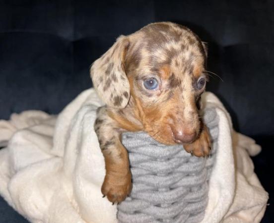 Image 18 of KC Registered Miniature Dachshund puppies.