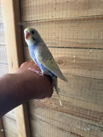 Image 7 of Baby budgies for sale £30 each collection mk404nn