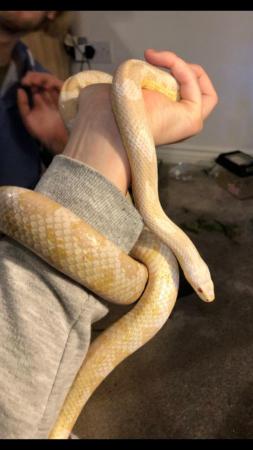Image 1 of Klaus the Corn Snake for sale