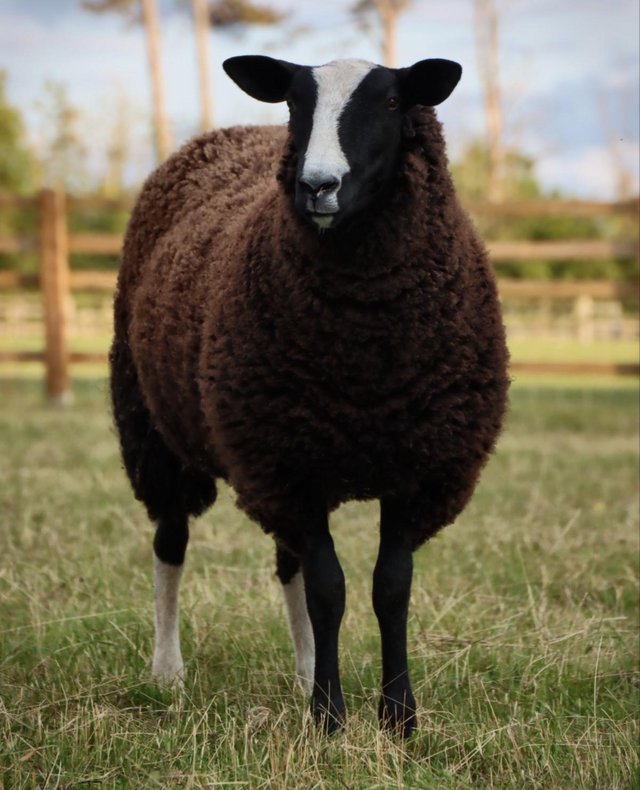 Preview of the first image of Big zwartble shearling ewe.