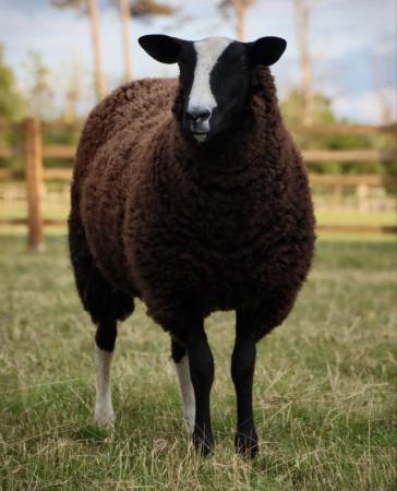 Image 1 of Big zwartble shearling ewe
