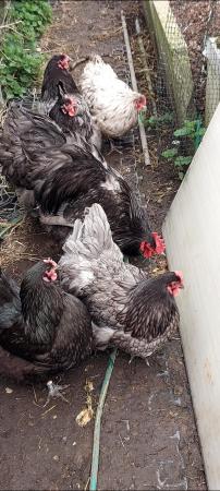 Image 2 of Orpington chicks large fowl
