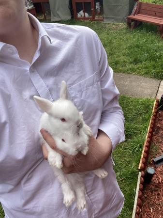 Image 6 of 9 week old white dwarf rabbits for sale
