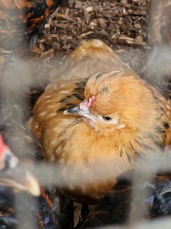 Image 3 of SILKIE MIX BREED CHICKENS FOR SALE