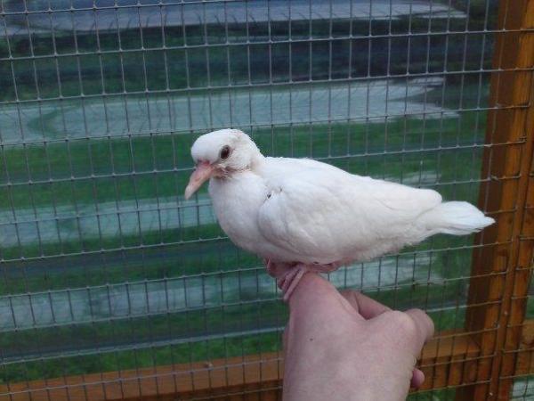 Image 5 of Young White Java Doves - Born last summer