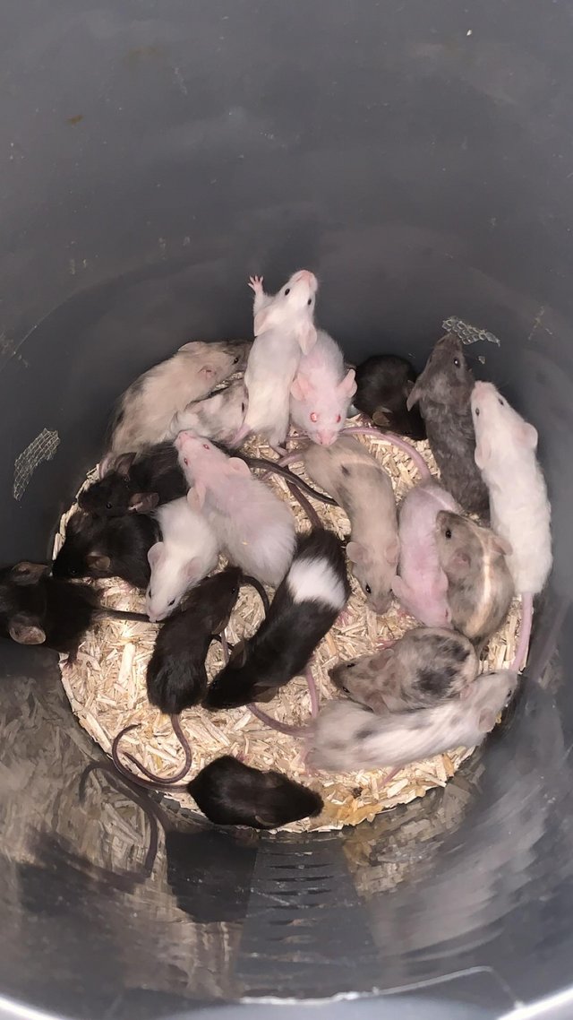 Preview of the first image of Three mouse colonies one large group of girls and asf rats.
