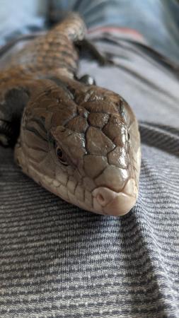 Image 6 of 1.5 year old Blue tongue Skink and set up.
