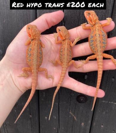 Image 4 of Various Bearded Dragon morphs available